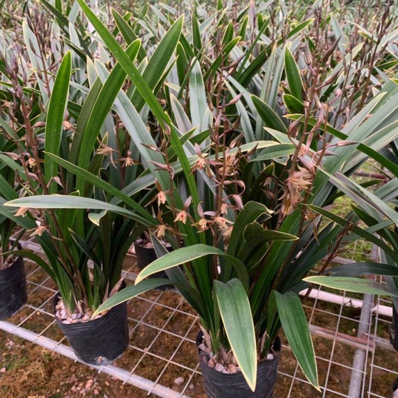 墨兰企黑带花芽浓香盆栽报岁兰过年开花耐寒绿植办公室