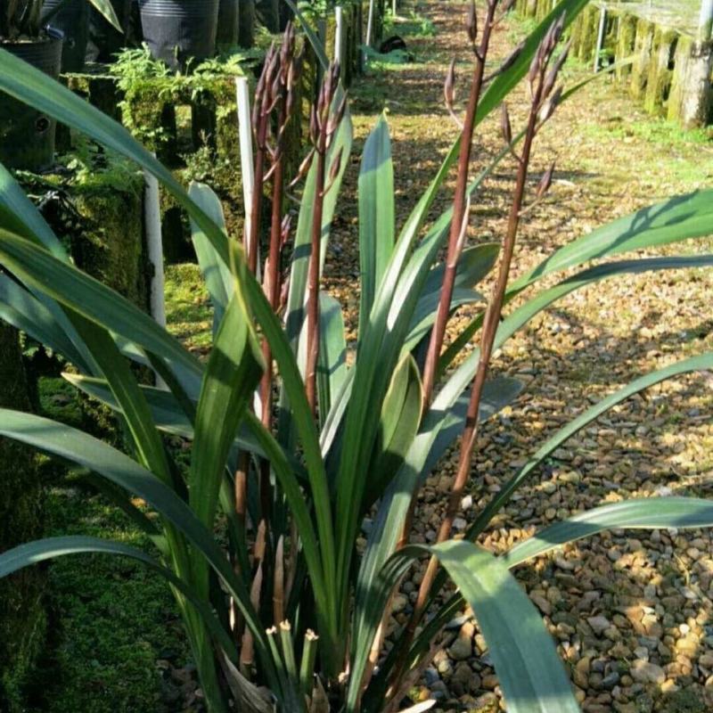 墨兰企黑带花芽浓香盆栽报岁兰过年开花耐寒绿植办公室