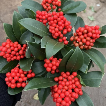 荷兰红玉珠盆栽红果茵芋春节年宵花卉多年生植物室内耐寒