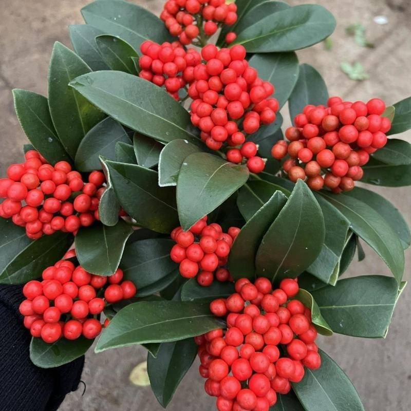 荷兰红玉珠盆栽红果茵芋春节年宵花卉多年生植物室内耐寒