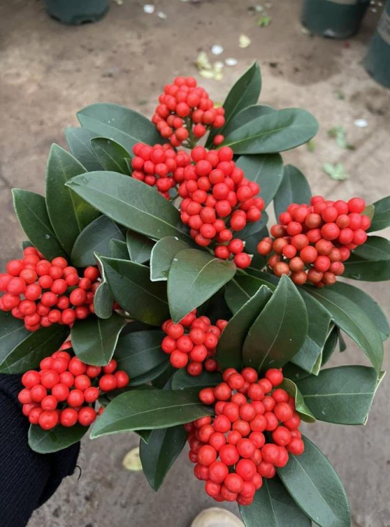 荷兰红玉珠盆栽红果茵芋春节年宵花卉多年生植物室内耐寒