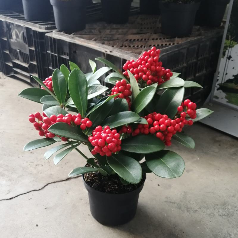 荷兰红玉珠盆栽红果茵芋春节年宵花卉多年生植物室内耐寒