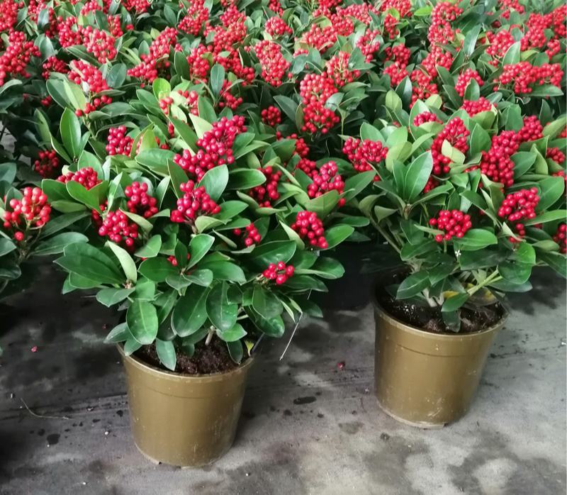 荷兰红玉珠盆栽红果茵芋春节年宵花卉多年生植物室内耐寒