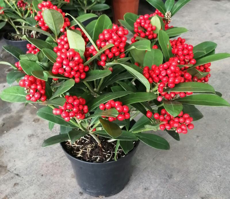 荷兰红玉珠盆栽红果茵芋春节年宵花卉多年生植物室内耐寒