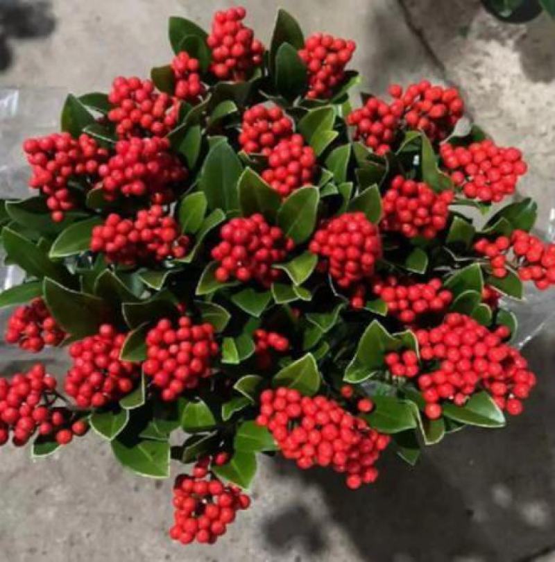 荷兰红玉珠盆栽红果茵芋春节年宵花卉多年生植物室内耐寒