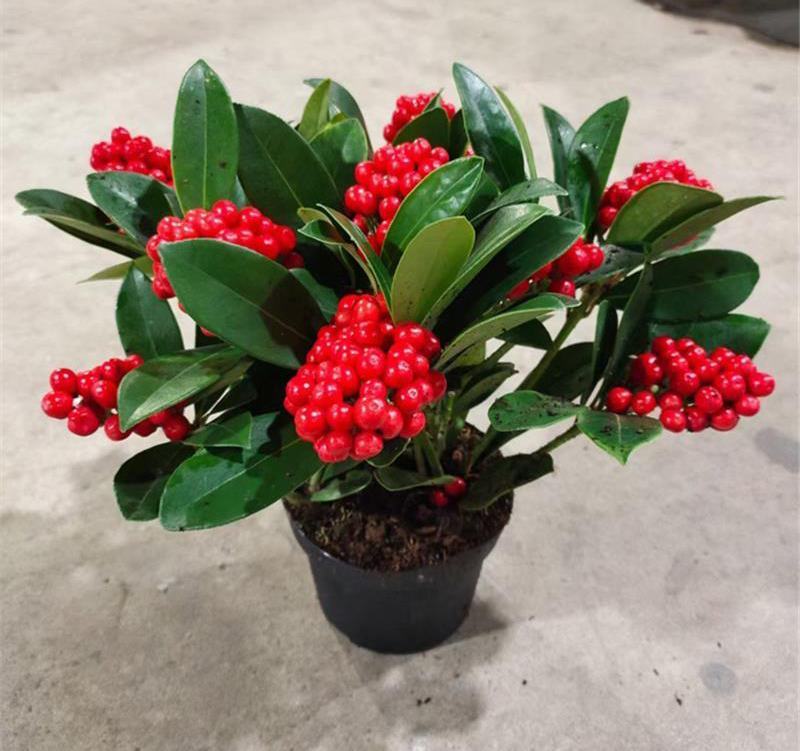 荷兰红玉珠盆栽红果茵芋春节年宵花卉多年生植物室内耐寒