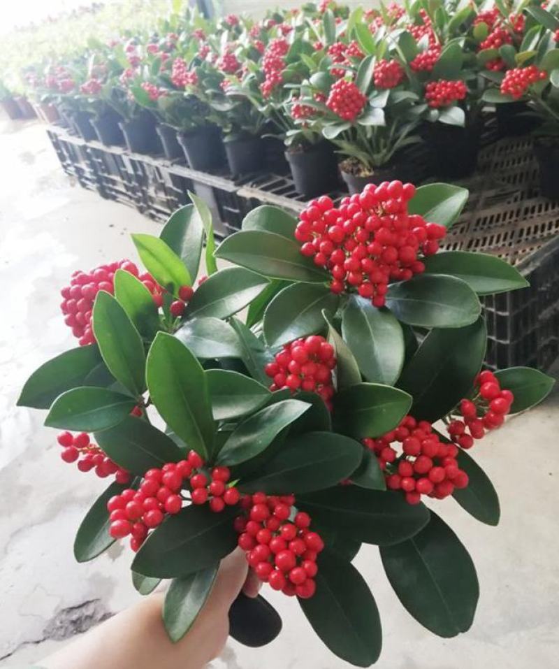 荷兰红玉珠盆栽红果茵芋春节年宵花卉多年生植物室内耐寒