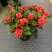 荷兰红玉珠盆栽红果茵芋春节年宵花卉多年生植物室内耐寒