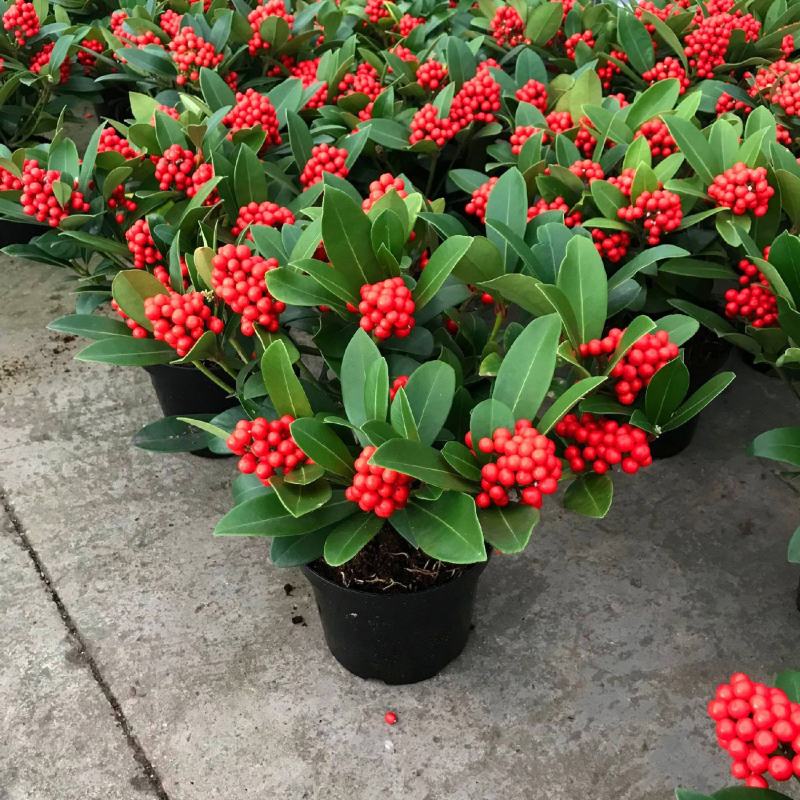 荷兰红玉珠盆栽红果茵芋春节年宵花卉多年生植物室内耐寒