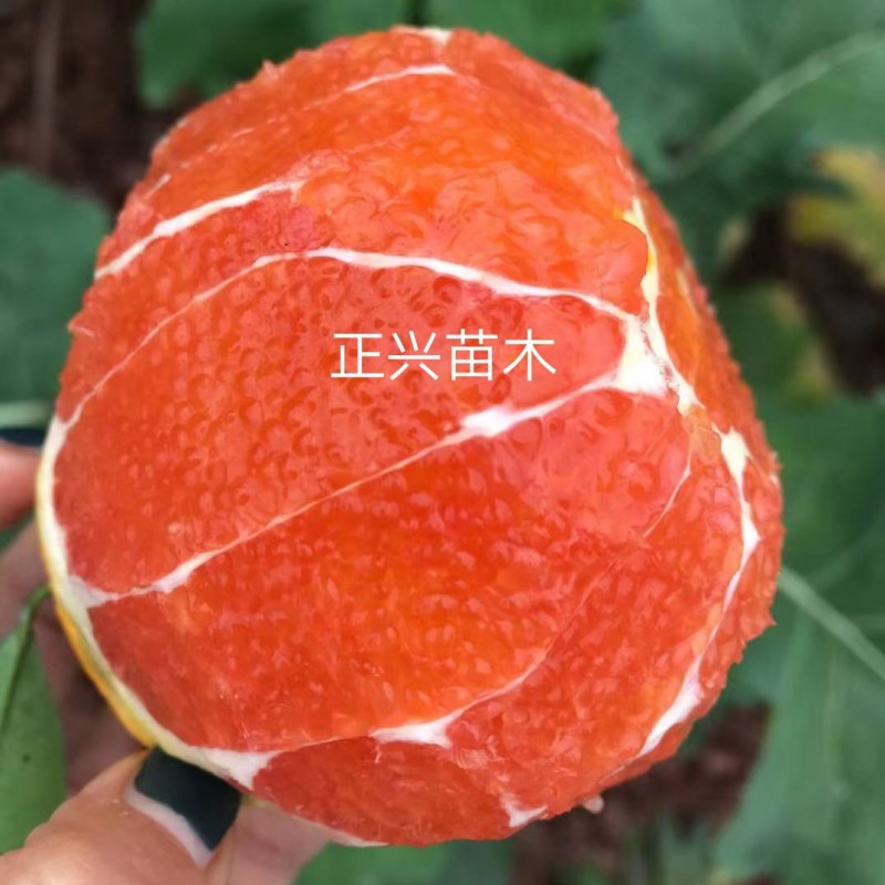 红肉脐橙苗中华红卡拉卡拉红心脐橙苗，苗木青秀，品质保证
