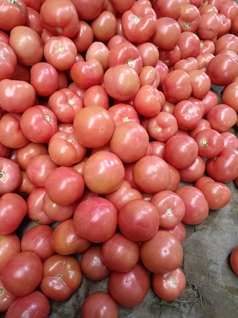 山东费县万亩硬粉西红柿开始上市了，有许要的老板可以联系我
