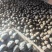 东北大冻梨有货价格不贵质量好都是冷库货