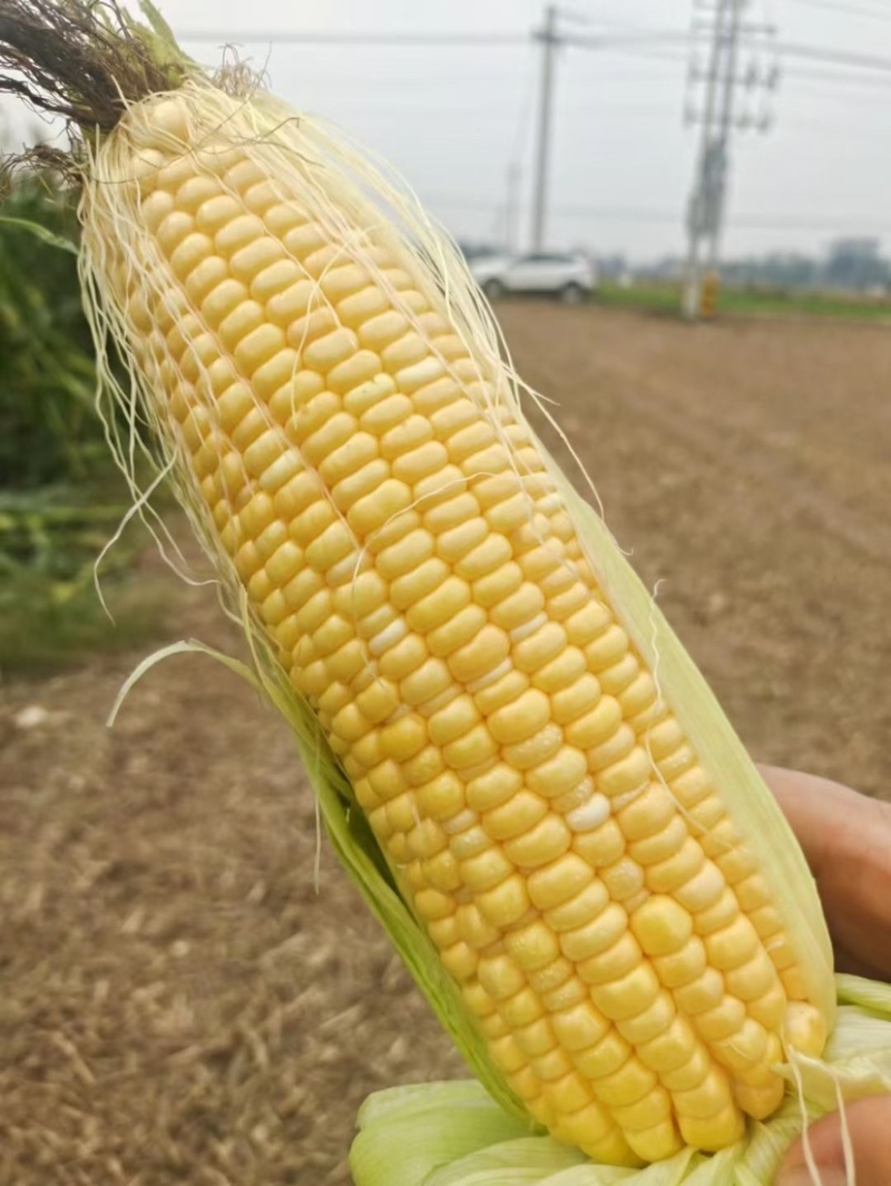 玉米甜玉米糯玉米水果玉米万糯2000太阳花