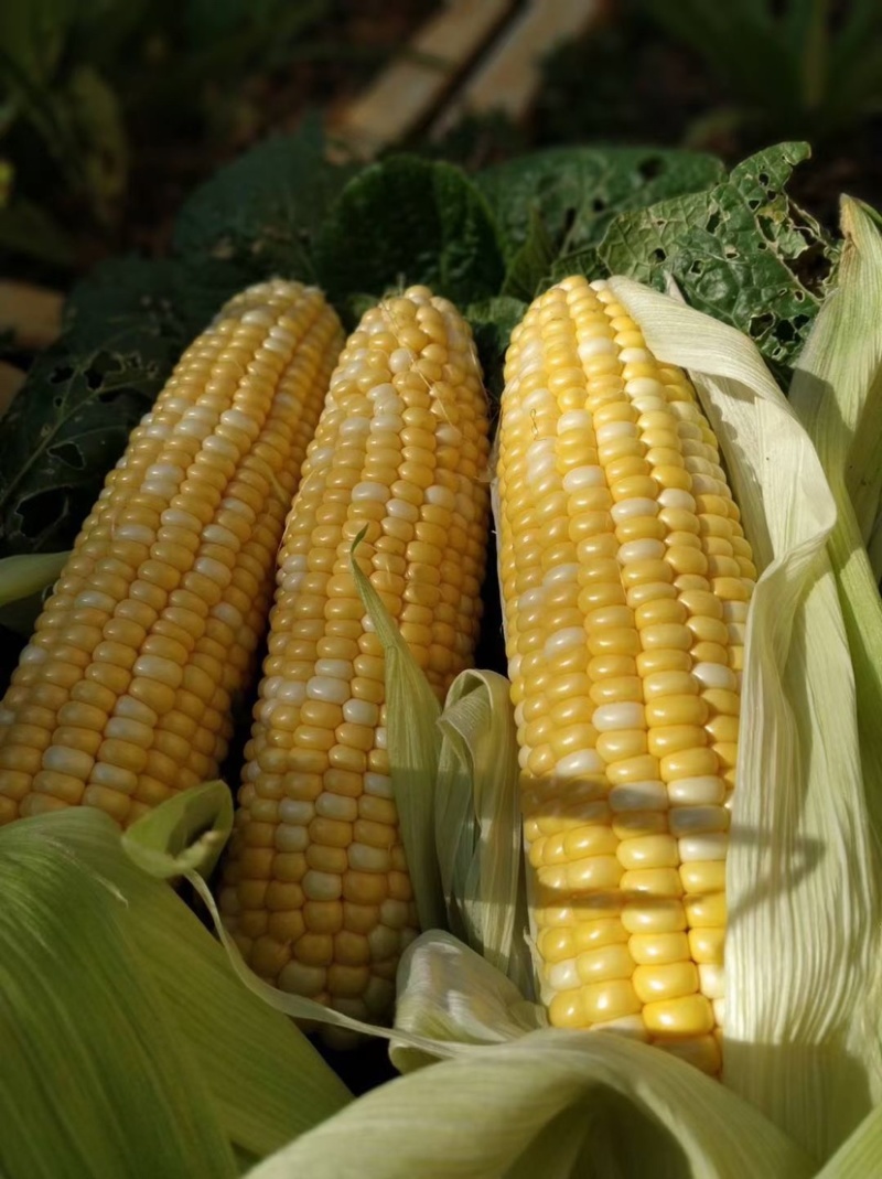 水果玉米糯玉米彩糯白糯牛奶玉米颗粒饱满