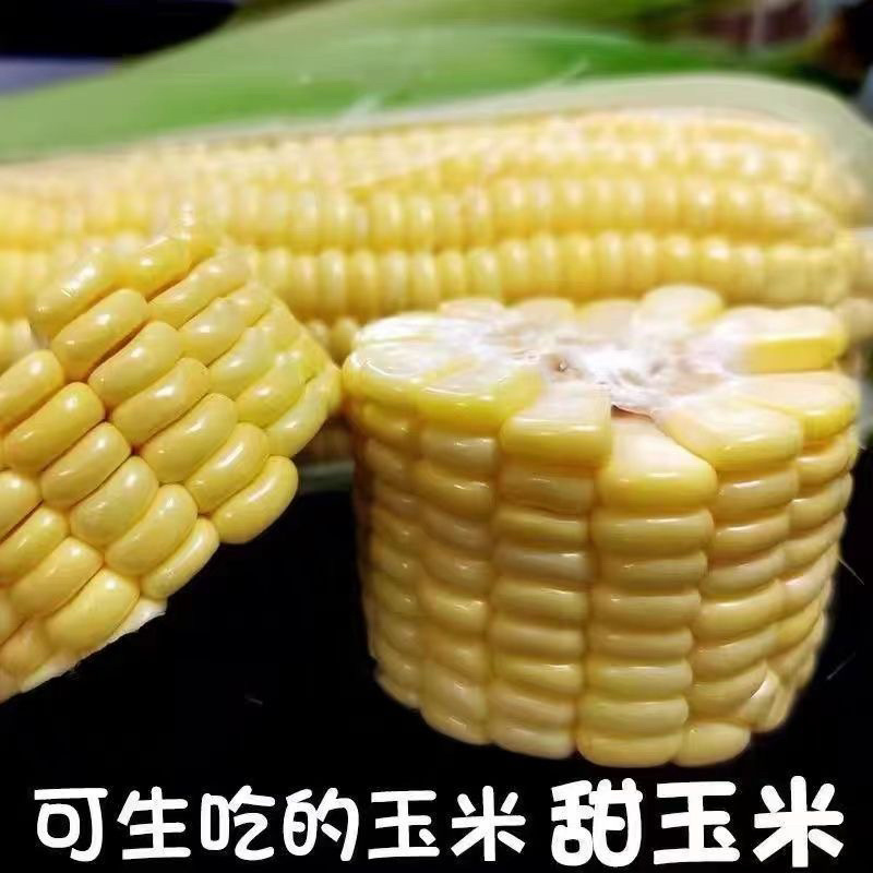 水果玉米糯玉米彩糯白糯牛奶玉米颗粒饱满