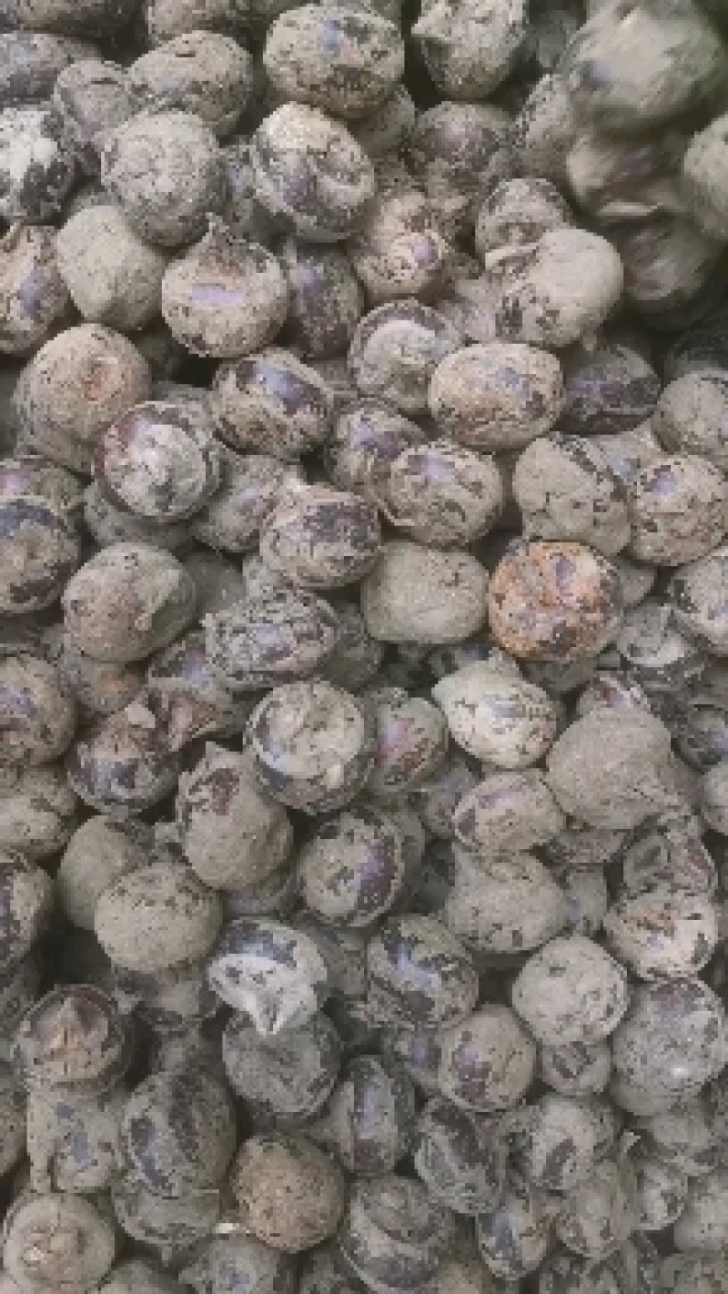 精品干马蹄，大果12个左右，欢迎新老客户订购。