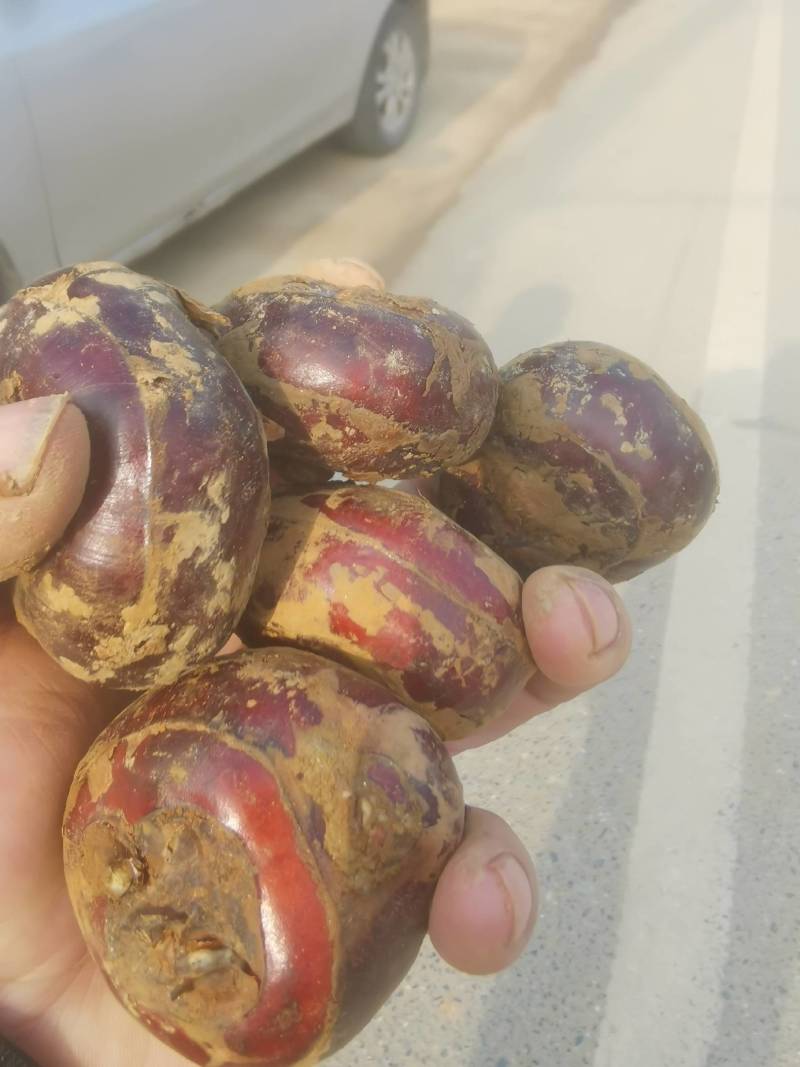 精品干马蹄，大果12个左右，欢迎新老客户订购。