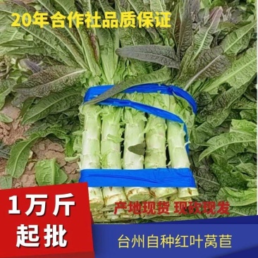 红叶莴苣，现砍现发，物优价廉！
