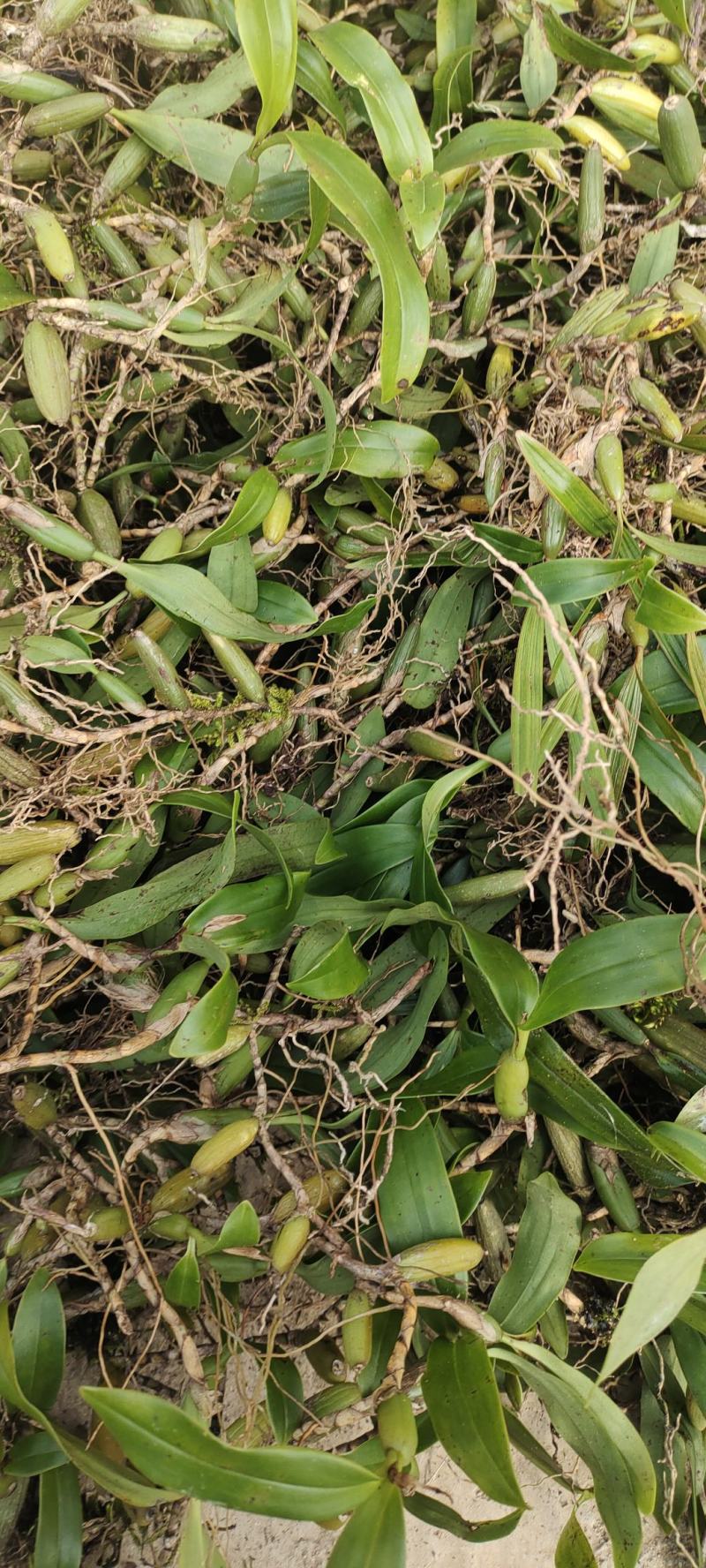 野生石橄榄石枣子云南野生双叶中果量大从优