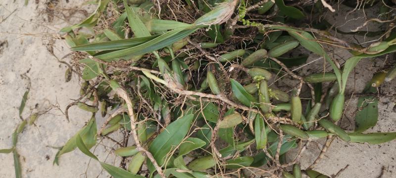 野生石橄榄石枣子云南野生双叶中果量大从优