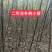 朴树小苗，1公分的0.6元，自家苗圃，可视频看货现挖现装车