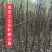 朴树小苗，1公分的0.6元，自家苗圃，可视频看货现挖现装车