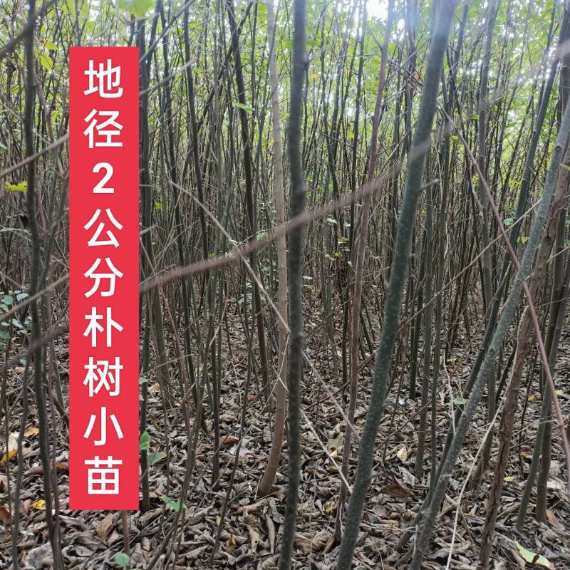 朴树小苗，1公分的0.6元，自家苗圃，可视频看货现挖现装车