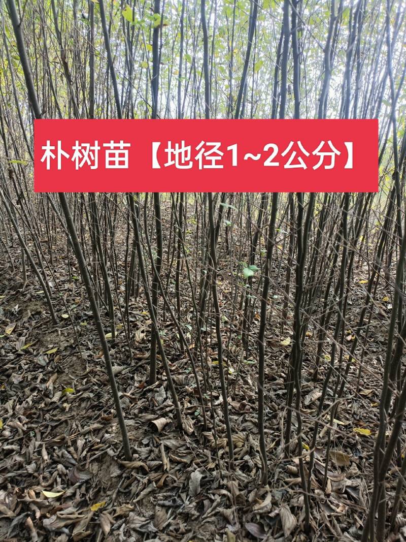 朴树小苗，1公分的0.6元，自家苗圃，可视频看货现挖现装车