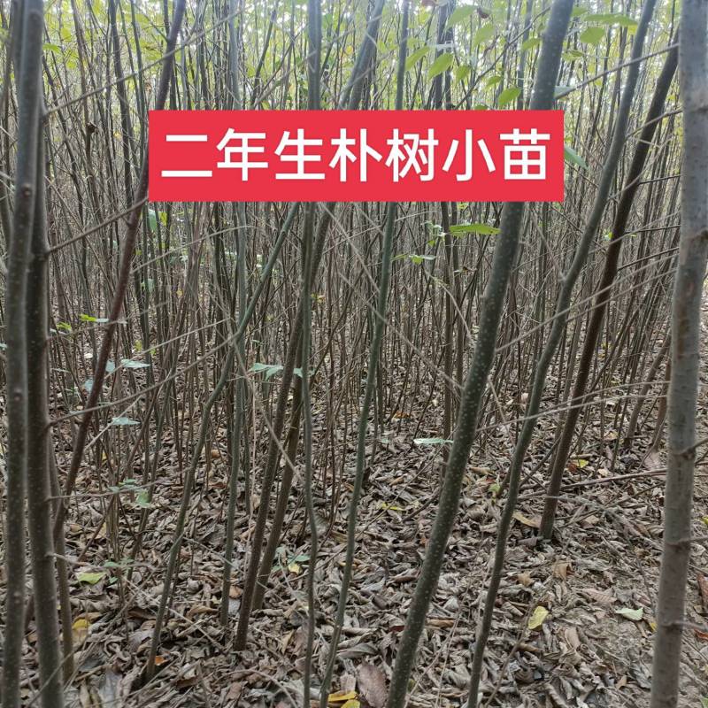 朴树小苗，1公分的0.6元，自家苗圃，可视频看货现挖现装车