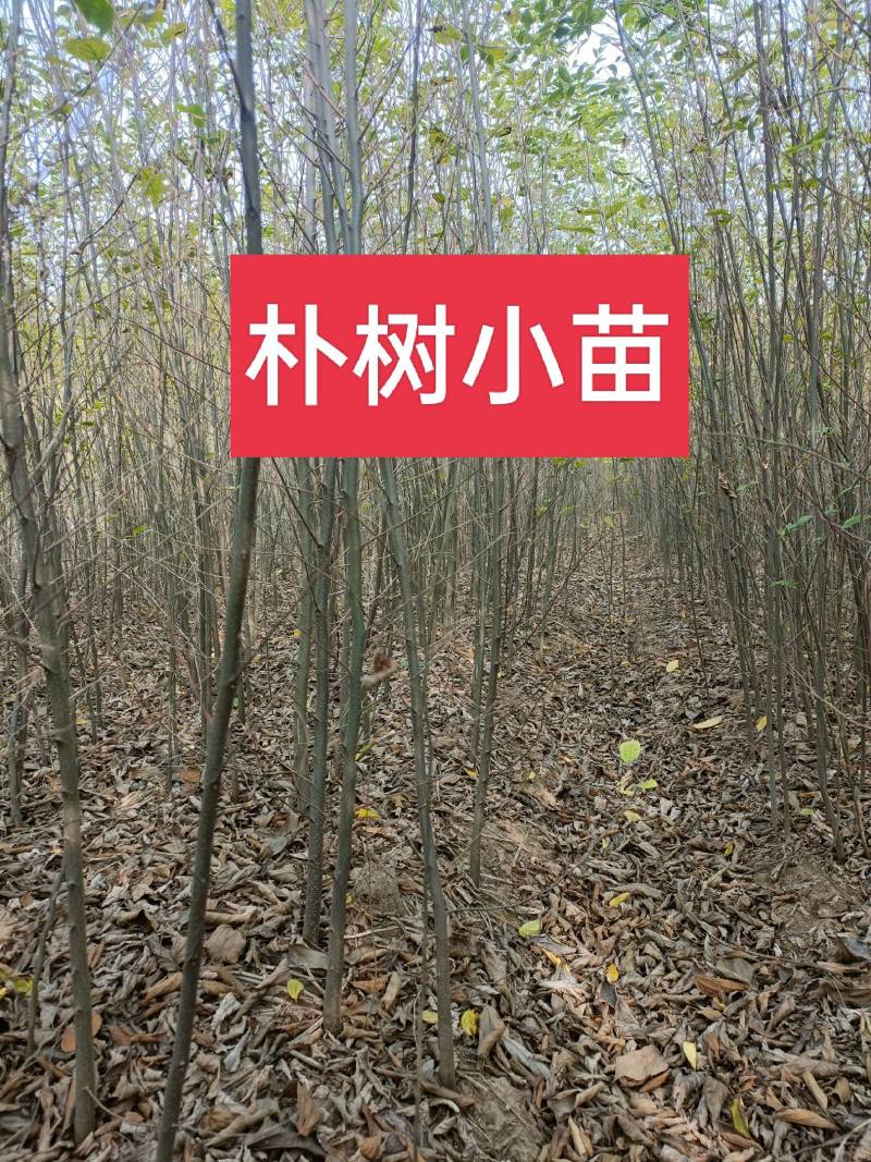 朴树小苗，1公分的0.6元，自家苗圃，可视频看货现挖现装车