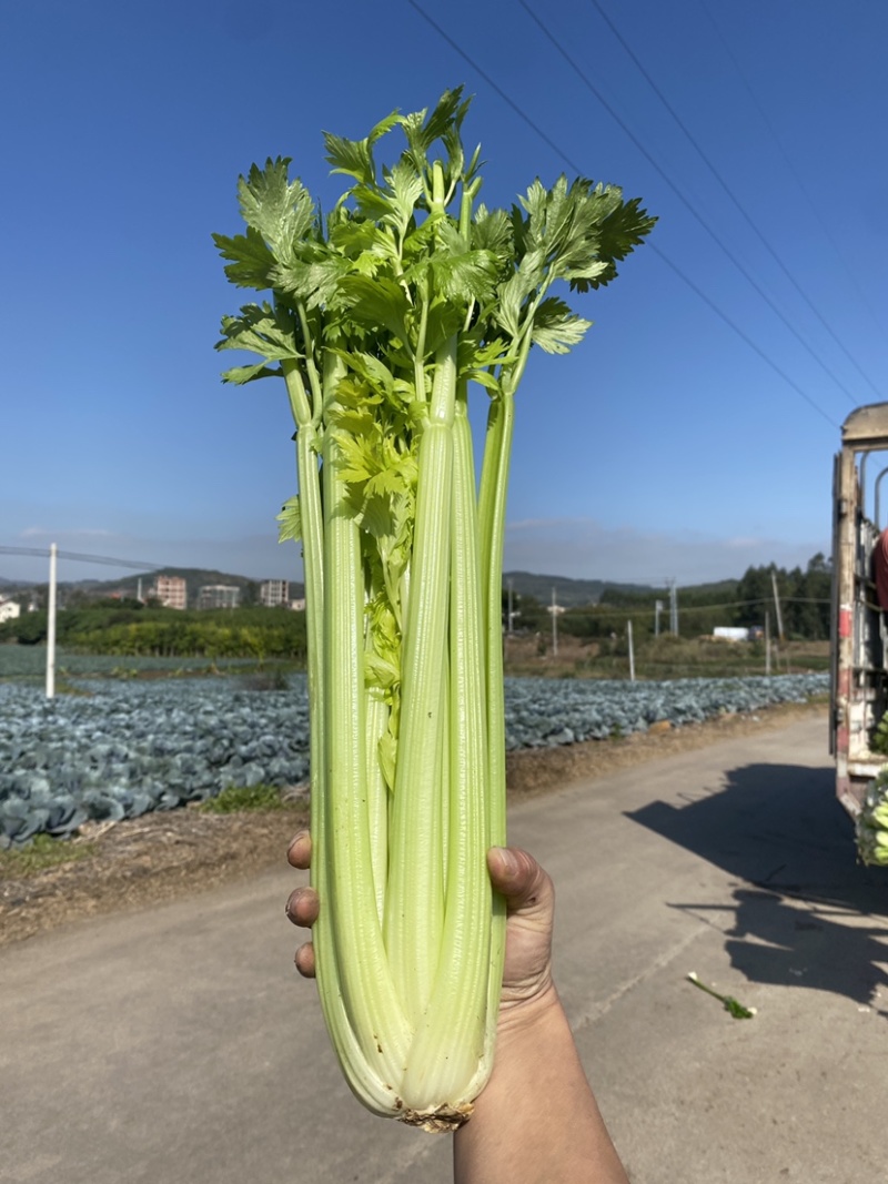 西芹，又白又嫩