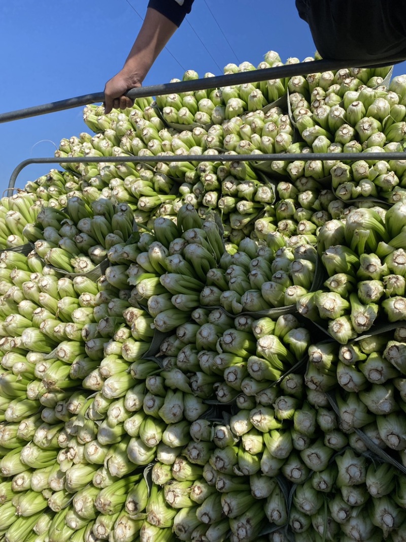 西芹，芹菜