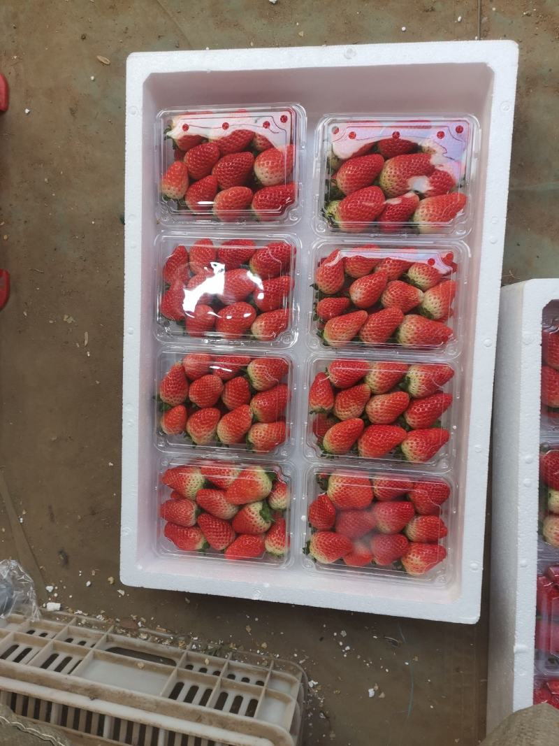 产地发货新鲜草莓妙香三号天仙醉整车批发