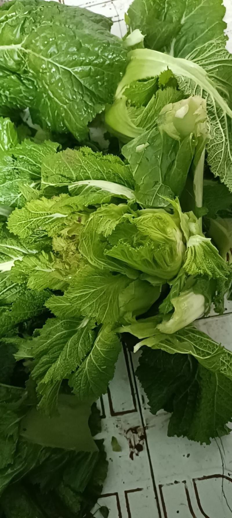 我卖的各儿菜
