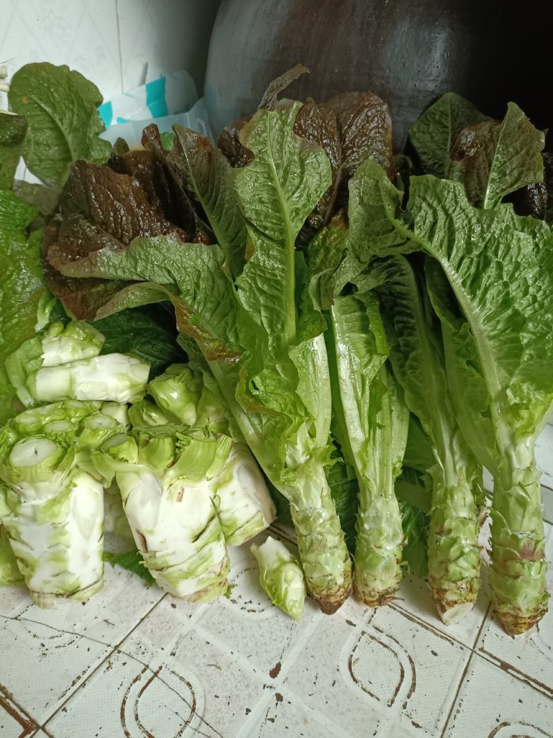 我卖的各儿菜