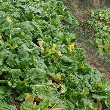 我卖的各儿菜
