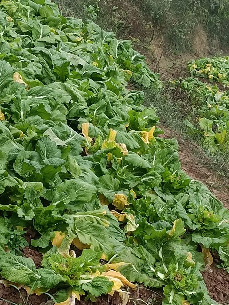 我卖的各儿菜