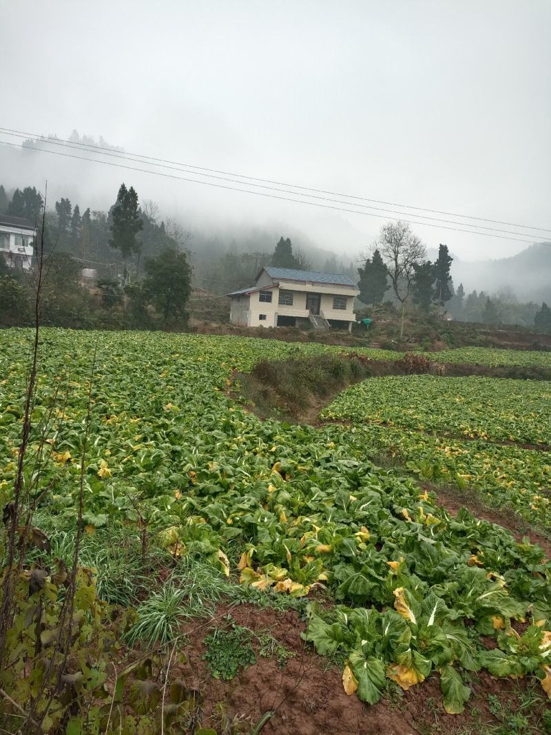 我卖的各儿菜