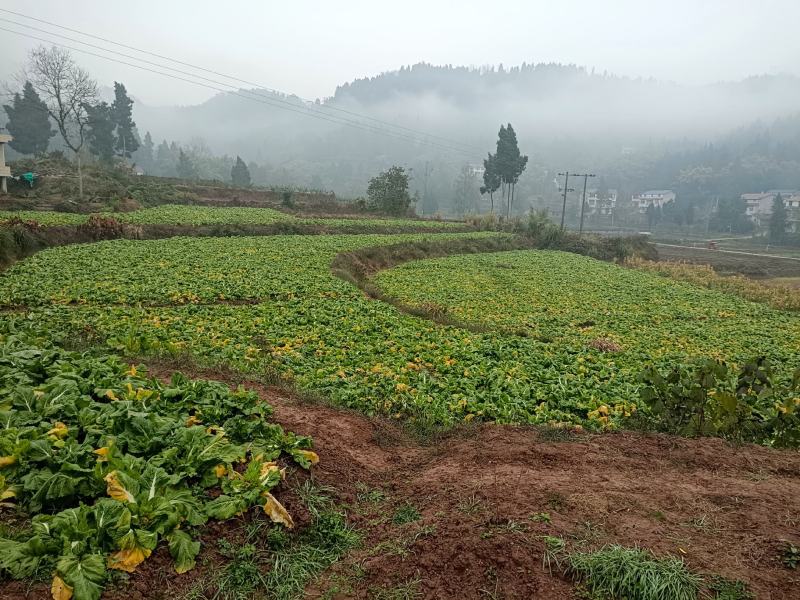 我卖的各儿菜