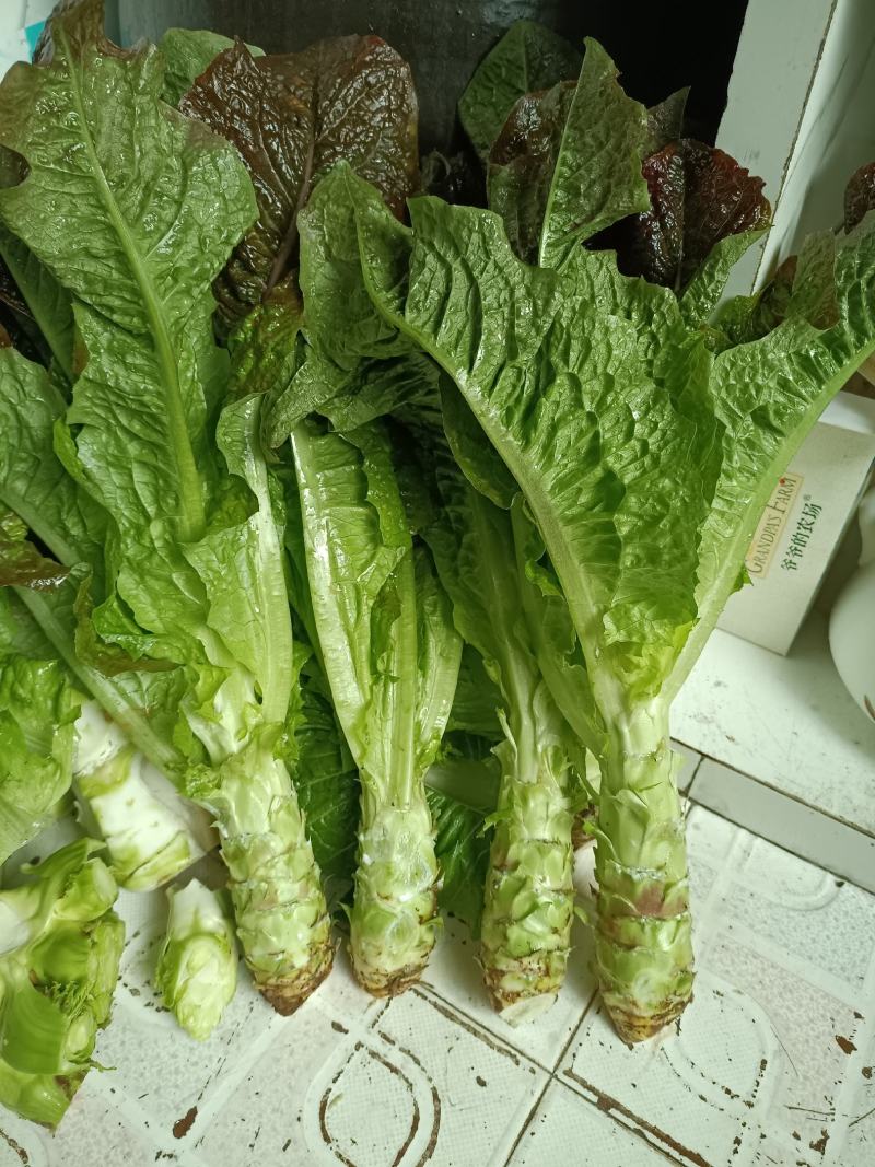 我卖的各儿菜