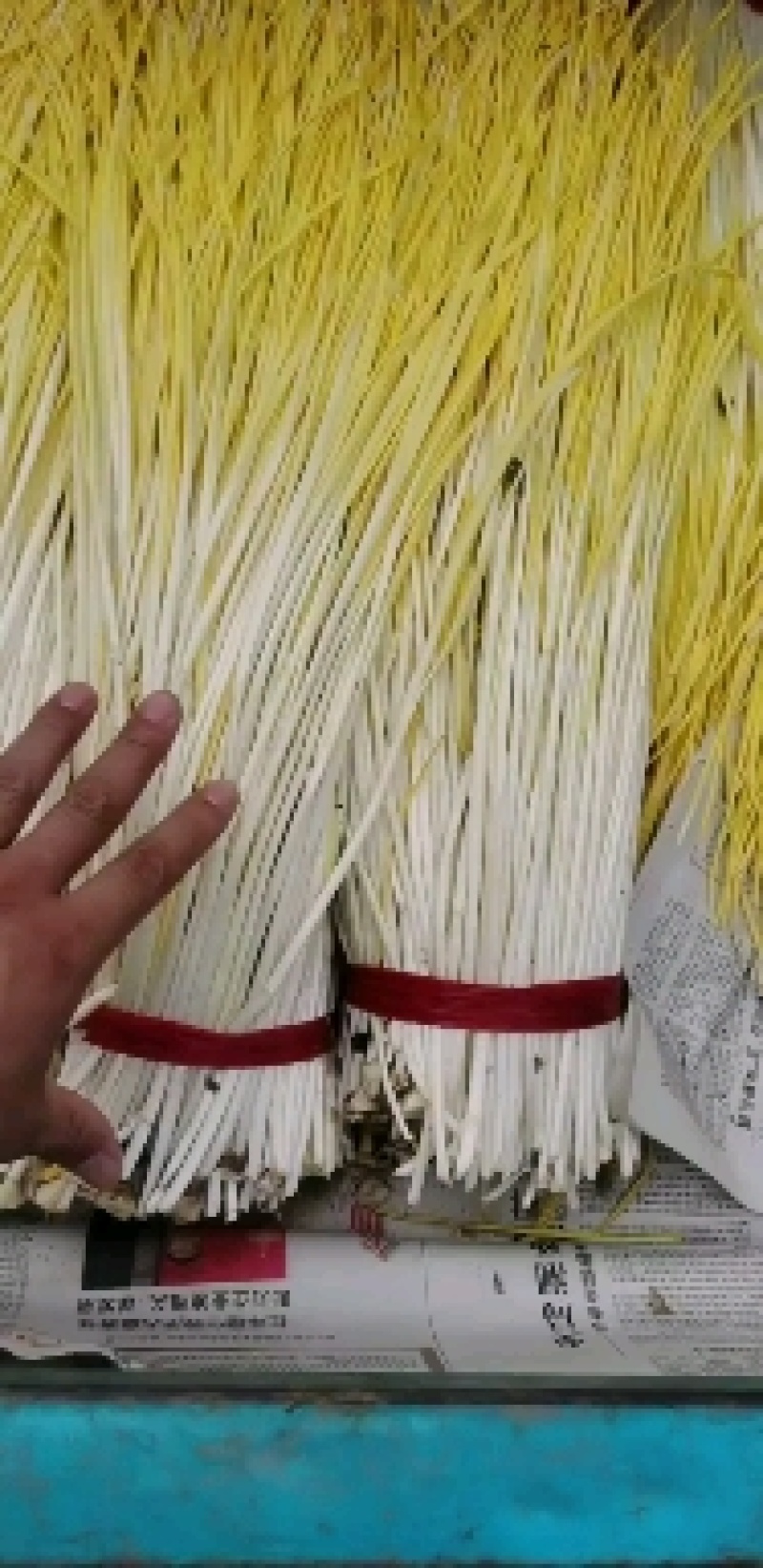 山东蒜黄大量现货供应，产地直发量大从优，对接全国