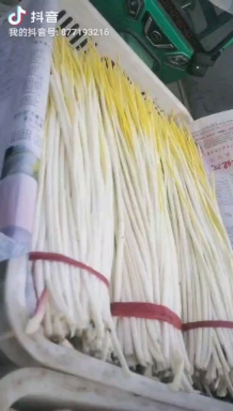 山东蒜黄大量现货供应，产地直发量大从优，对接全国