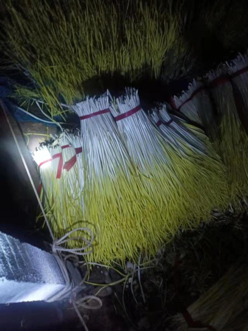 山东蒜黄大量现货供应，产地直发量大从优，对接全国