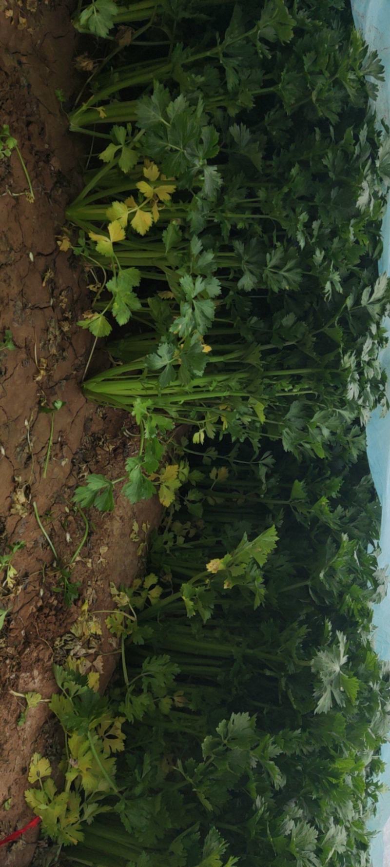 大棚芹菜，价格不高有需要的联系