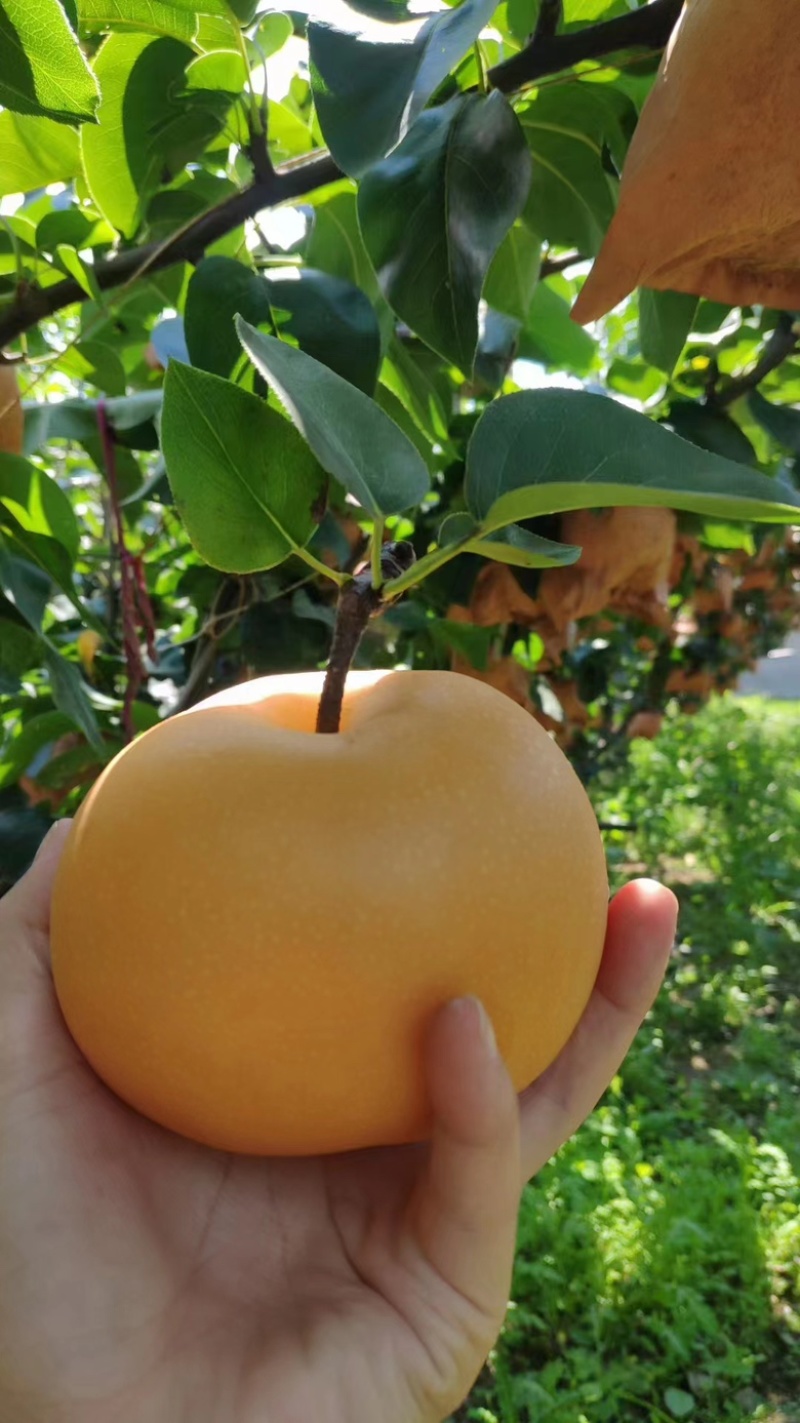 『秋月梨🍐』大量上市，对接各大市场商超公司福利欢迎咨询
