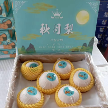 『秋月梨🍐』大量上市，对接各大市场商超公司福利欢迎咨询