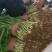 头刀大量上市，