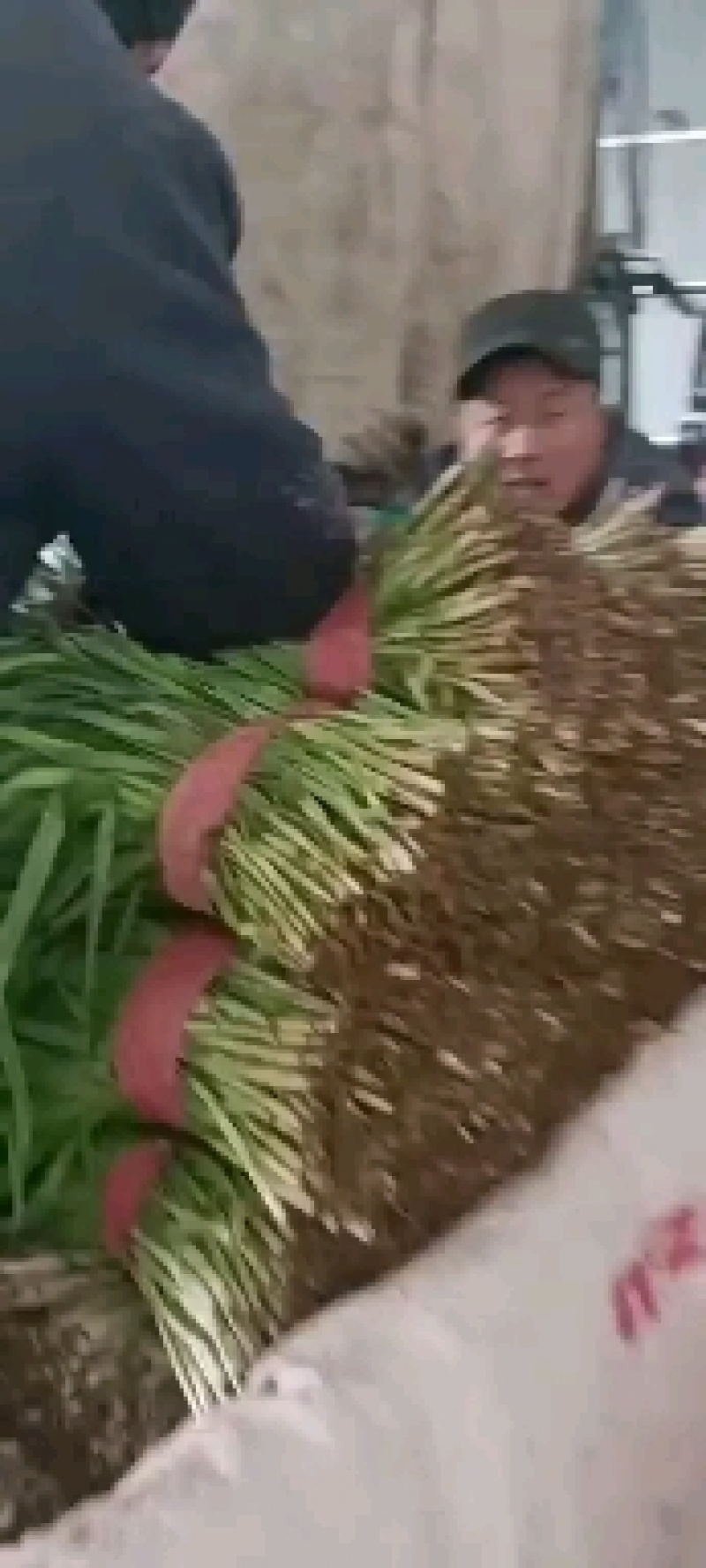 头刀大量上市，