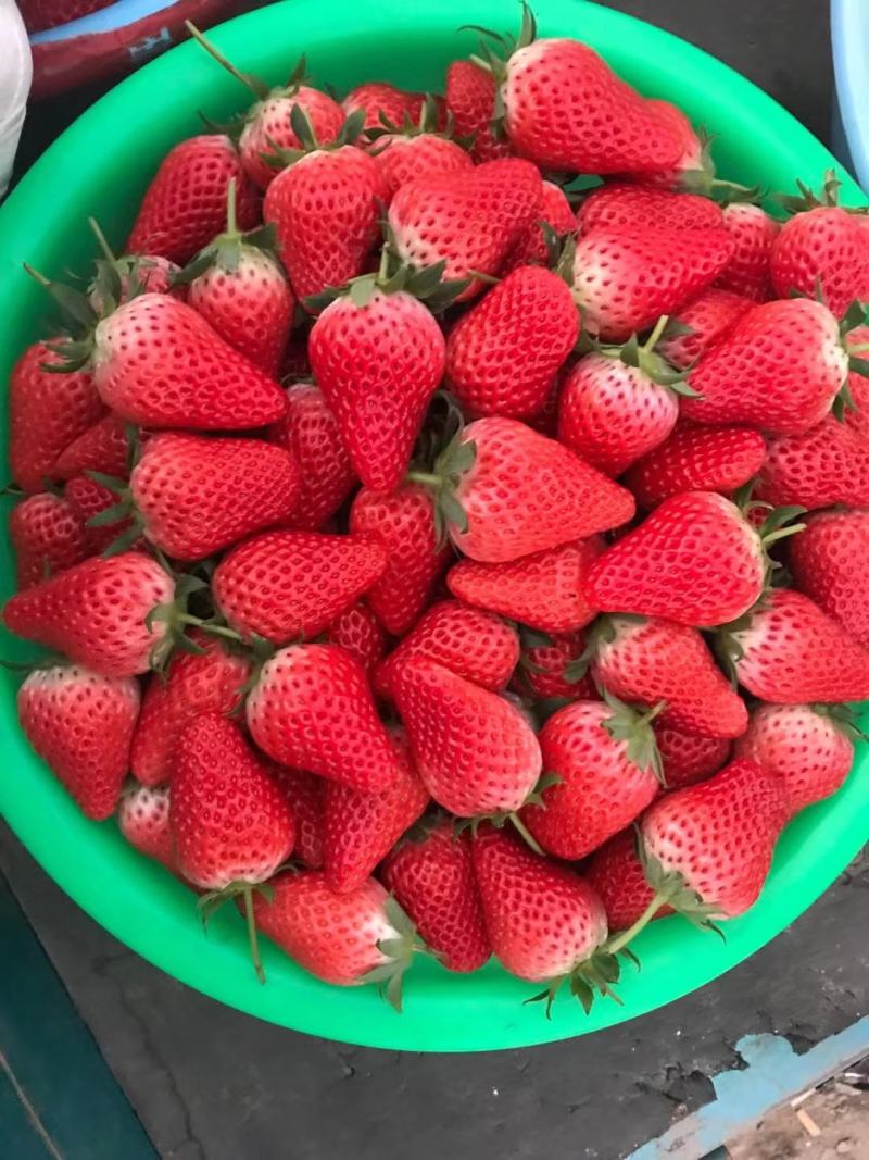 新鲜草莓，大量上市，临沂发货