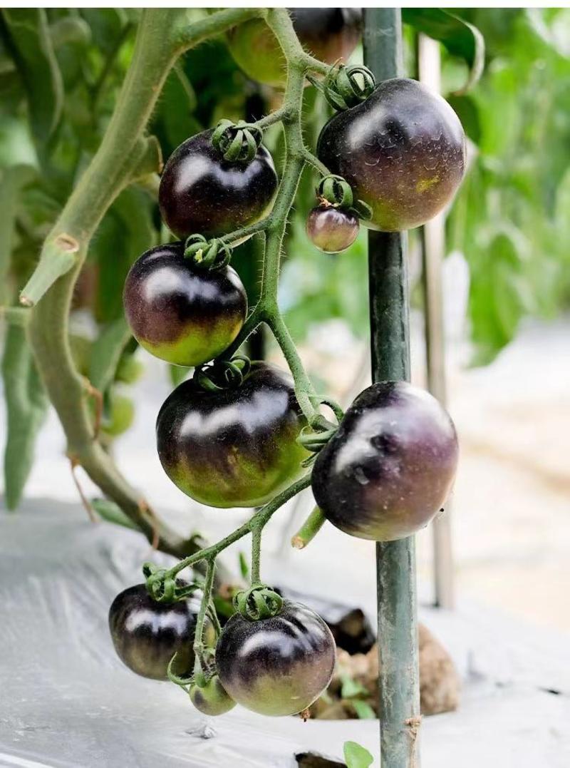 黑珍珠黑色小番茄苗特色黑色紫色圣女果苗富含花青素圣女果苗